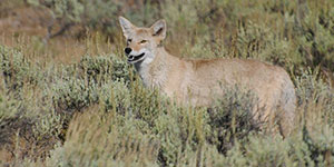 yellowstone wildlife tours