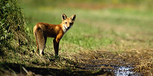 yellowstone wildlife tours