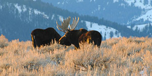 yellowstone winter tours