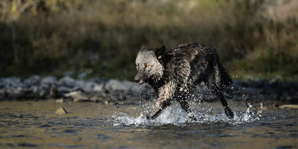 yellowstone winter tours wolf