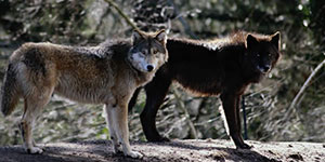 yellowstone winter tours