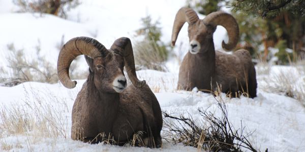 yellowstone wildlife tours