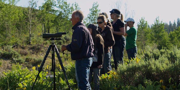 yellowstone wildlife tours