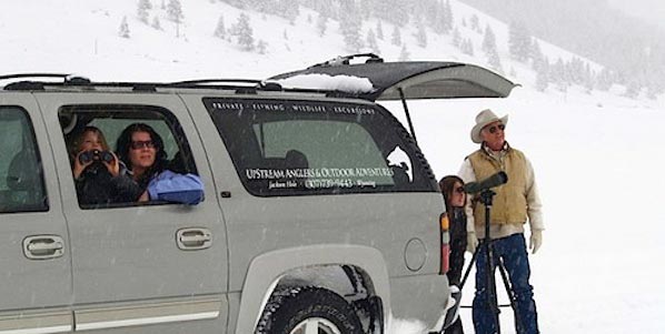 jackson hole wildlife safaris