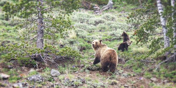 jackson hole wildlife safari