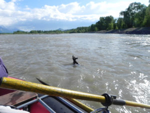 Snake river fishing