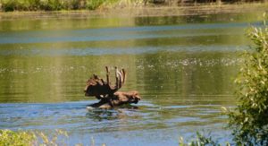 jackson hole fly fishing