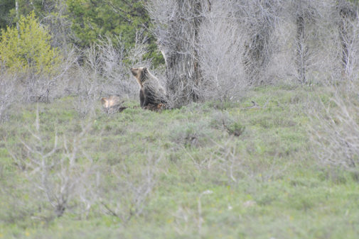 jackson hole wildlife safaris