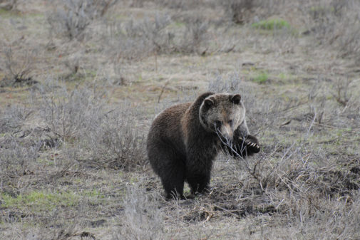 yellowstone guided tours