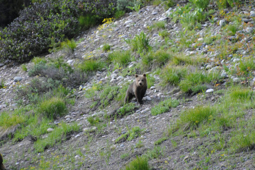 yellowstone wildlife tours