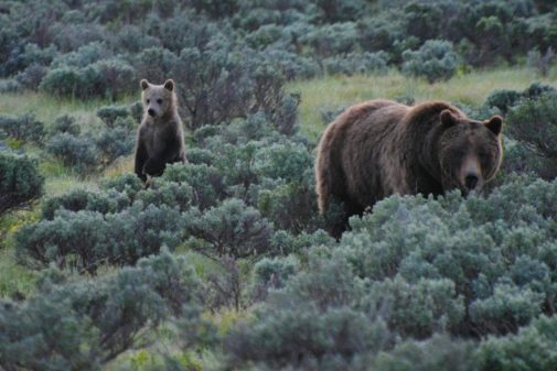 jackson hole wildlife safaris