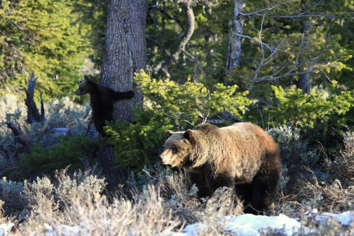 yellowstone private tours