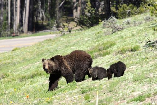 yellowstone wildlife tours