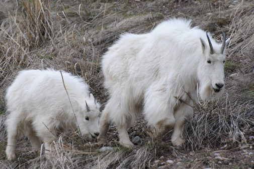 jackson hole wildlife safaris