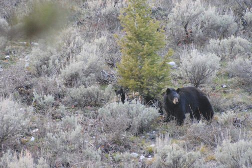 yellowstone guided tours