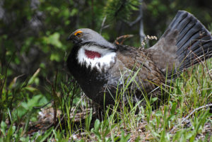 yellowstone wildlife tours