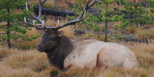 jackson hole wildlife safaris