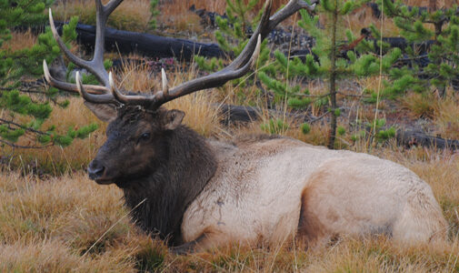 jackson hole wildlife safaris