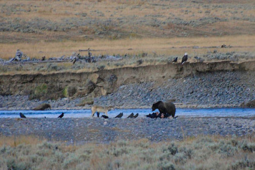 yellowstone private tours