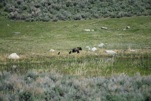 yellowstone wildlife tours