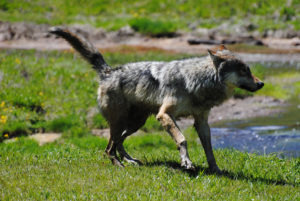 yellowstone private tours