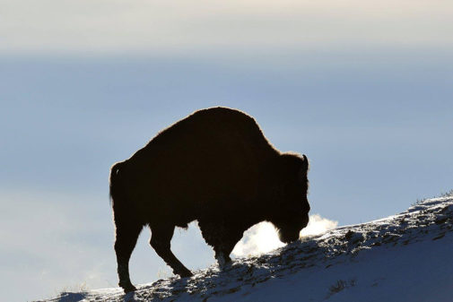 yellowstone winter tours