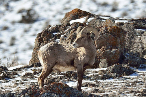 yellowstone winter tours