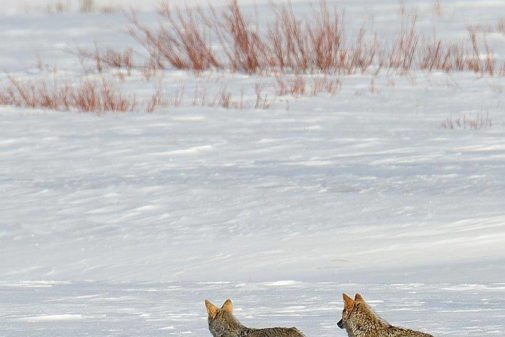 yellowstone winter tours