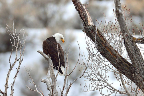 yellowstone winter tours