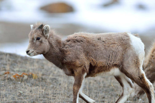 yellowstone winter tours