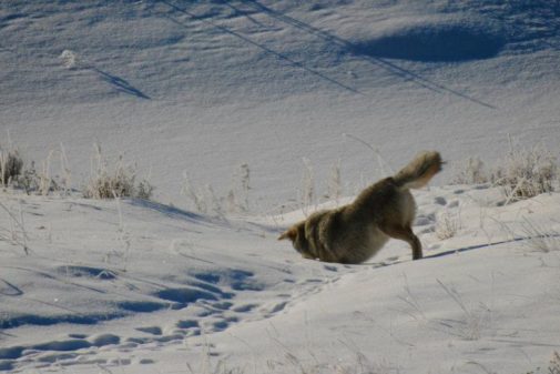 yellowstone winter tours