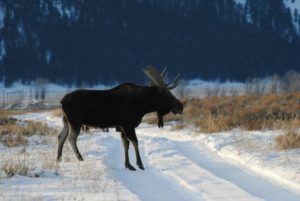 yellowstone winter tours