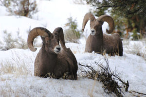 yellowstone winter tours