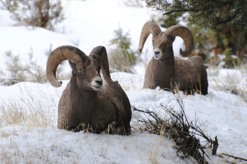 yellowstone winter tours