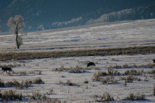 yellowstone winter tours