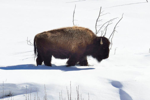 yellowstone winter tours