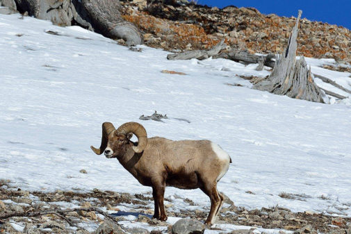 yellowstone winter tours