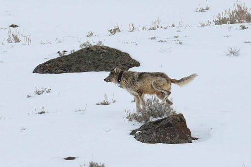 yellowstone winter tours