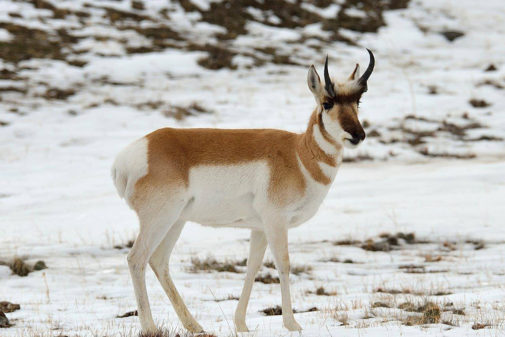 yellowstone winter tours