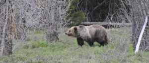 jackson hole wildlife safaris