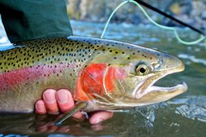 Jackson Hole Fly Fishing Trips