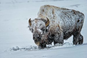 Yellowstone Winter Tours