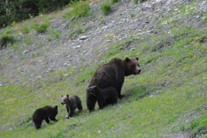 Yellowstone wildlife tours