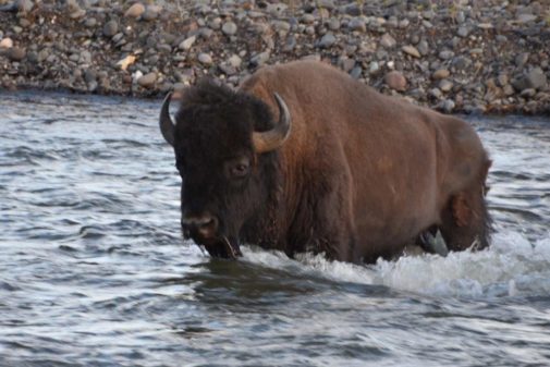 Jackson Hole Wildlife Safaris