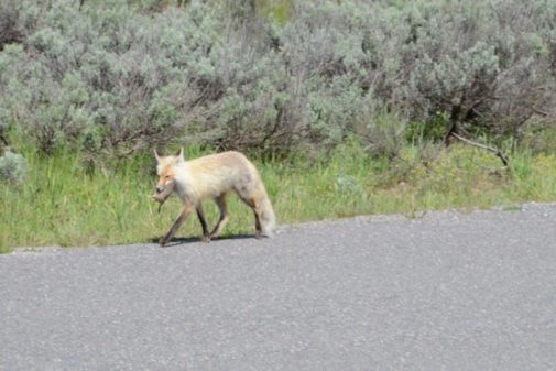 Jackson Hole Wildlife Safaris