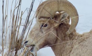 Jackson Hole Winter Wildlife Tours