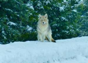 Yellowstone Winter Tours