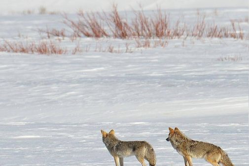 jackson hole yellowstone winter tours